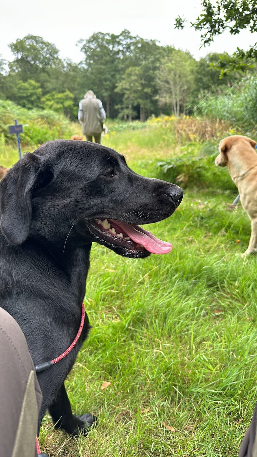 Training Your Labrador Retriever for Gundog Work: A Step-by-Step Guide