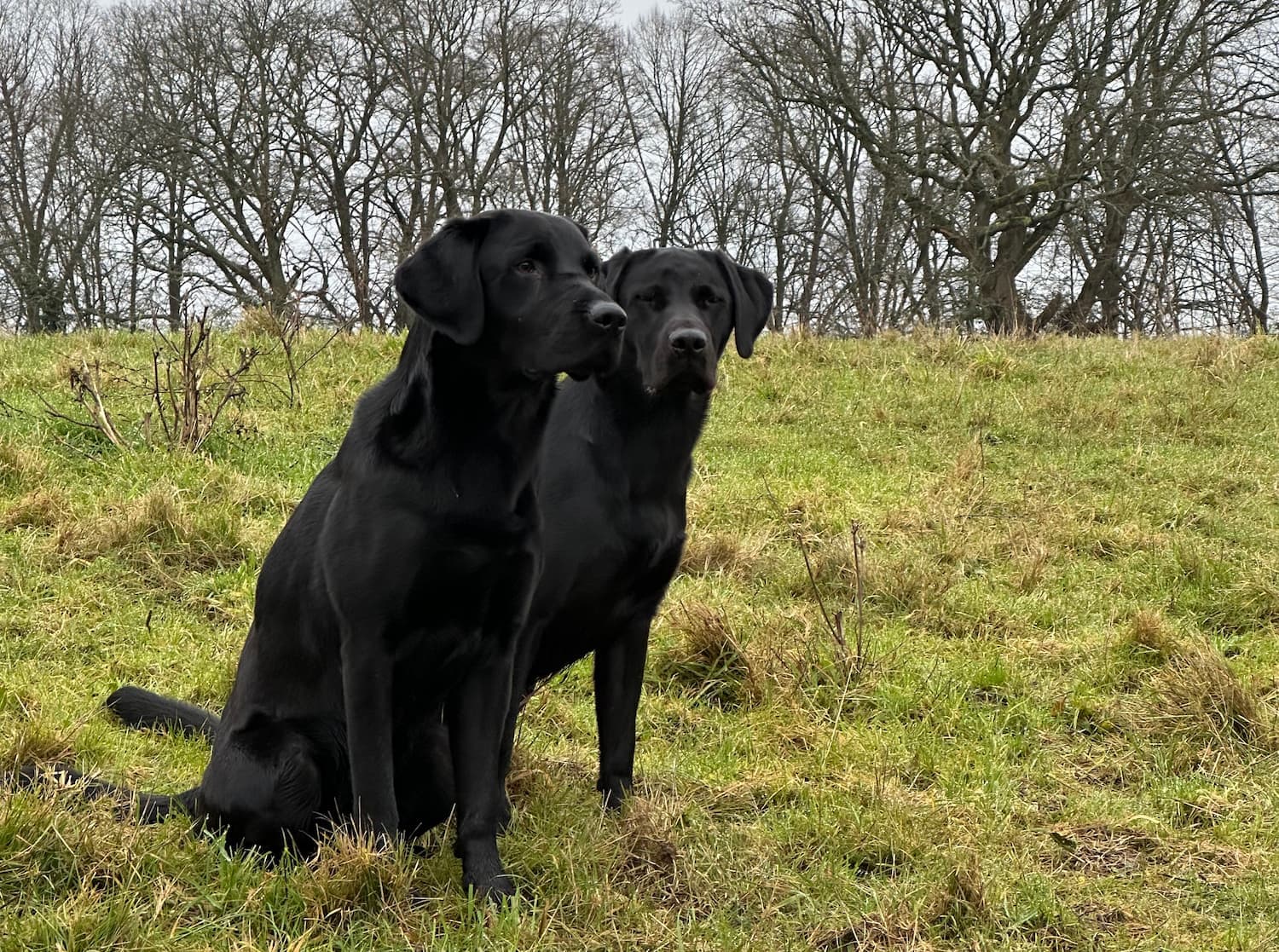 Advanced Steadiness Drills for Gundogs