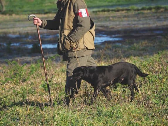 What Happens at a Field Trial?